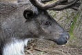The reindeer, caribou in North America is a species of deer