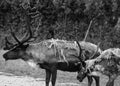 The reindeer, caribou in North America