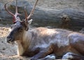 The reindeer, caribou in North America is a species of deer, native to arctic, subarctic, tundra, boreal, Royalty Free Stock Photo