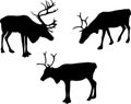 Reindeer or caribou silhouettes