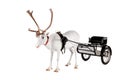 Reindeer or caribou wearing europian harness