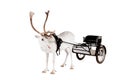 Reindeer or caribou wearing europian harness