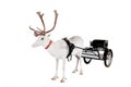 Reindeer or caribou wearing europian harness