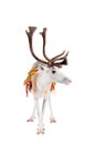 Reindeer or caribou wearing traditional harness