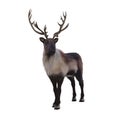 Reindeer or Caribou a wild animal native to arctic tundra in northern Europe, America and Siberia. 3D illustration isolated Royalty Free Stock Photo