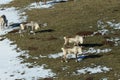 Reindeer, Caribou, Iceland