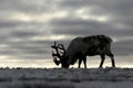 Reindeer in chukchi tundra