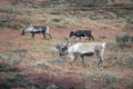 Reindeer in the countryside of Lapland in autumn in Sweden