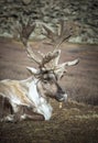 Reindeer in a countryside of northern Mongolia Royalty Free Stock Photo