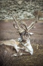 Reindeer in a countryside of northern Mongolia Royalty Free Stock Photo