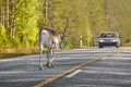 Reindeer crossing a road in Finland. Finnish landscape. Travel Royalty Free Stock Photo