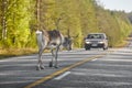 Reindeer crossing a road in Finland. Finnish landscape. Travel Royalty Free Stock Photo