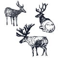 Reindeer, deer engraving style, set of vintage vector illustrations, hand drawn, sketch wild animal drawing. Male