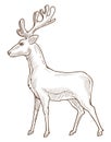 Reindeer or deer, stag or fawn isolated sketch drawing