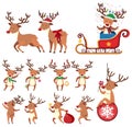 Reindeer in Different Action on White Background