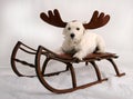 Reindeer dog Royalty Free Stock Photo