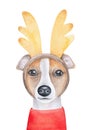 Reindeer Dog with beautiful golden antlers and bright red pullover. Royalty Free Stock Photo