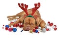 Reindeer dog with Christmas baubles Royalty Free Stock Photo