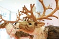 Reindeer doll for christmas and wintern theme Royalty Free Stock Photo