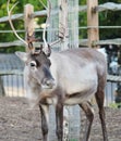 Reindeer Royalty Free Stock Photo