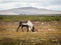 Reindeer in Dovrefjell National Park, Norway Royalty Free Stock Photo