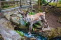 Reindeer drinks water from the stream in a forest