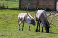 Reindeer eating grass in a national park