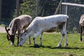 Reindeer eating grass in a national park