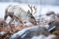a reindeer eating lichen in snowy tundra