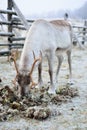 Reindeer eating moss