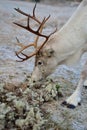 Reindeer eating moss in Lapland.