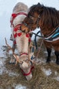 Reindeer eats hay. Deer white suit. Reindeer loves moss. On the head of a deer there are horns. A red bridle on a deer -