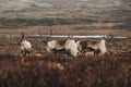 Reindeer family during eating Royalty Free Stock Photo