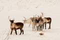 Reindeer family on lofotes in norway in winter Royalty Free Stock Photo