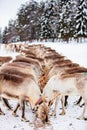 Reindeer farm in Lapland Finland Royalty Free Stock Photo