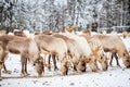 Reindeer farm in Lapland Finland Royalty Free Stock Photo