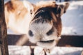 Reindeer in a farm in winter Finnish Lapland Royalty Free Stock Photo