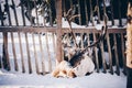 Reindeer in a farm in winter Finnish Lapland Royalty Free Stock Photo