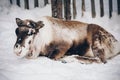 Reindeer in a farm in winter Finnish Lapland Royalty Free Stock Photo