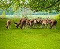 Reindeer fawn pasture in green field during summer