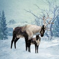 Reindeer and Fawn Winter Greeting Card Royalty Free Stock Photo