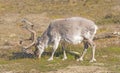 Reindeer Feeding on the Arctic Tundra Royalty Free Stock Photo