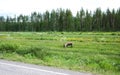 Reindeer feeding side of the road Royalty Free Stock Photo