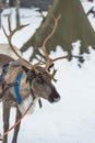 Reindeer in Finland