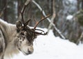 Reindeer in Finland