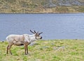 Reindeer on fiord bank