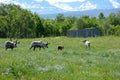 Reindeer flock on green summer pasture