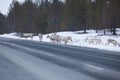 Reindeer flock in the way at road Royalty Free Stock Photo