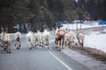 Reindeer flock in the way at road Royalty Free Stock Photo