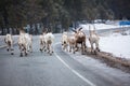 Reindeer flock in the way at road Royalty Free Stock Photo